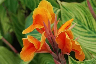 canna jigsaw puzzle