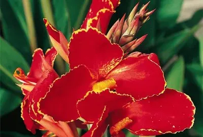 canna jigsaw puzzle