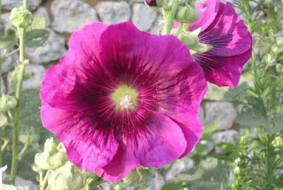 rose tremiere