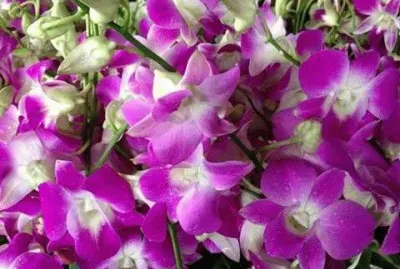 - flores,(27) jigsaw puzzle