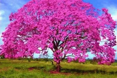 פאזל של - Ãrvore Sucupira