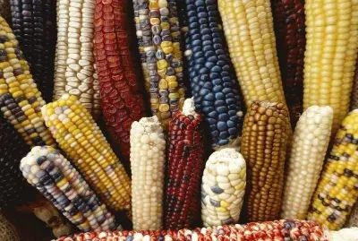 Milho Criolo