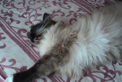 animalitos adorables