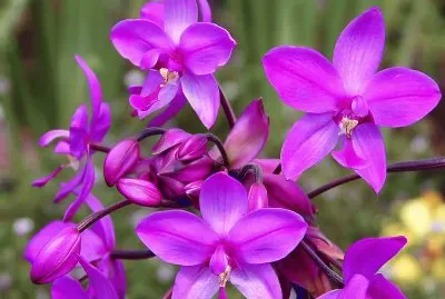 fleurs: OrchidÃ©e Spathoglottis plicata jigsaw puzzle