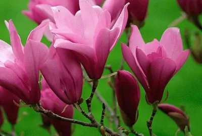 fleurs: magnolia jigsaw puzzle