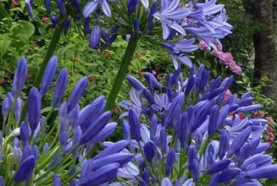 fleurs: Agapanthe jigsaw puzzle