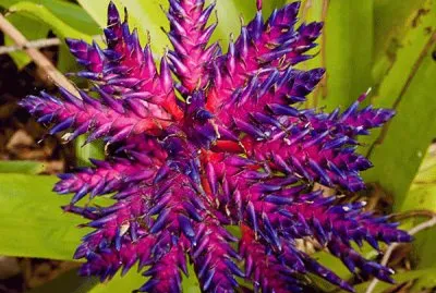 fleurs: bromelia jigsaw puzzle