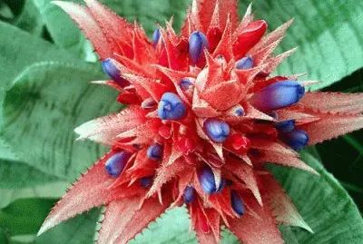 fleurs: jigsaw puzzle