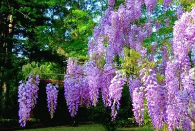 פאזל של fleurs: glycine