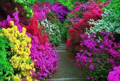 פאזל של fleurs: