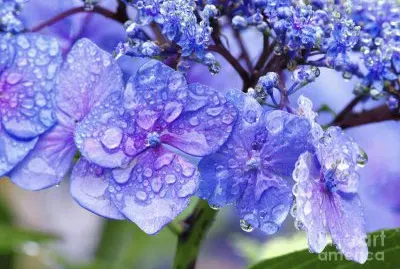 fleurs