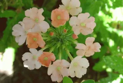 verveine
