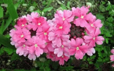 verveine