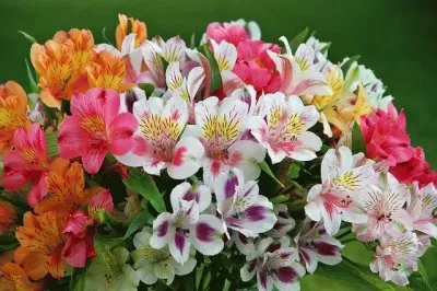 Peruvian Lilies