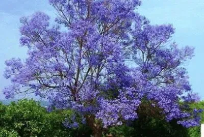 פאזל של - jacarandÃ¡ imponente