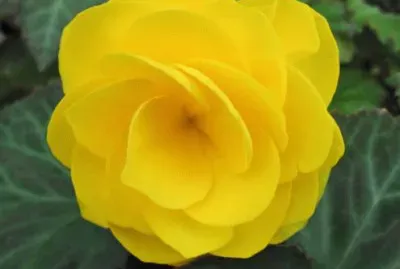 begonia jigsaw puzzle