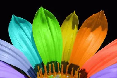 Flor colorida jigsaw puzzle