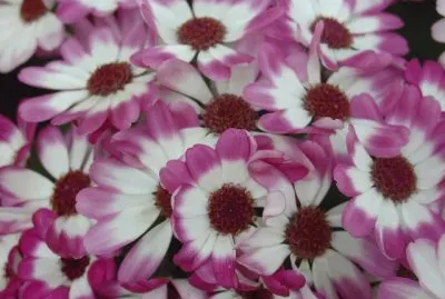 cinÃ©raire des fleuristes