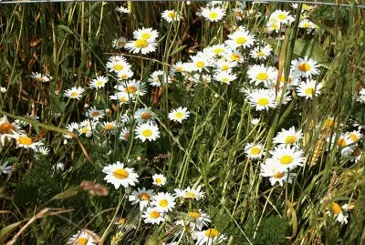 wild flowers Normandy