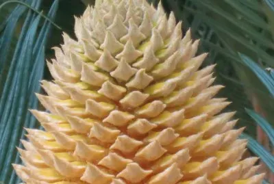 éµæ¨¹é–‹èŠ±