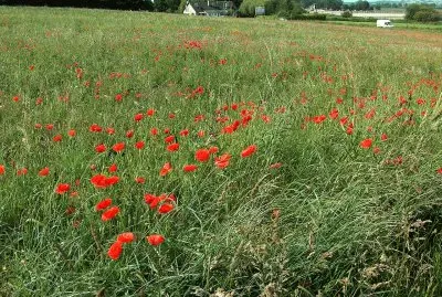 Poppies