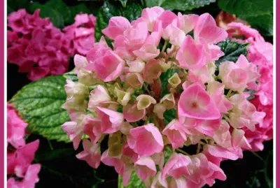 fleurs d 'Ã©tÃ¨