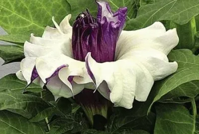 Datura Ballerina