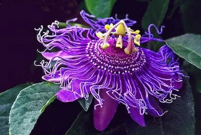 Passiflora jigsaw puzzle