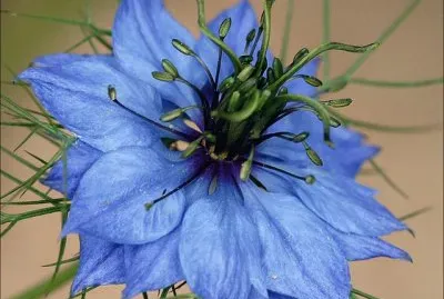 Nigella Damascene