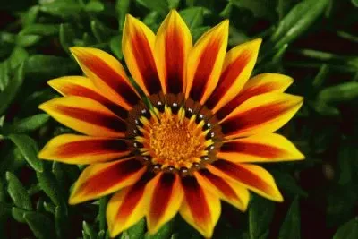 gazania jigsaw puzzle
