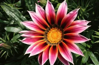gazania jigsaw puzzle