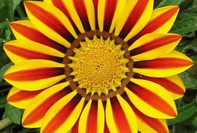 gazania
