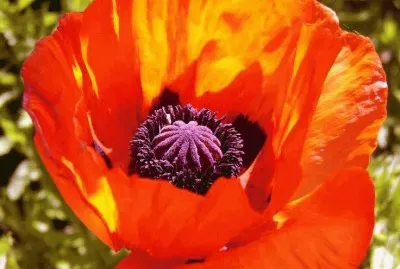 Poppy 's jigsaw puzzle