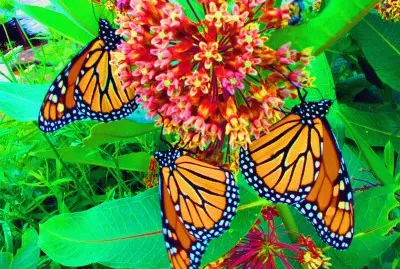 Butterfly with Flower