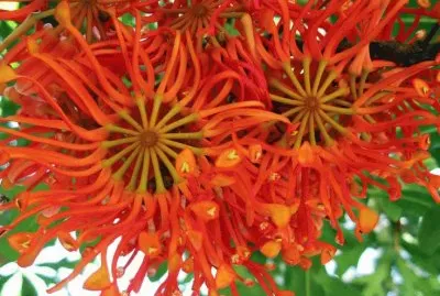 Stenocarpus jigsaw puzzle