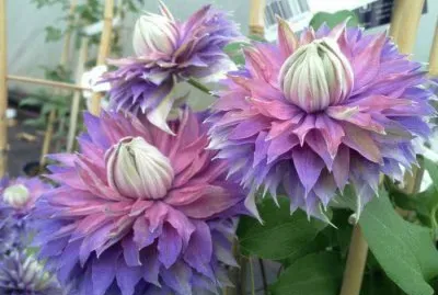 Clematis Diamantina jigsaw puzzle