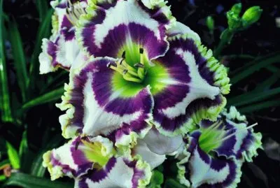 Wild Daylily jigsaw puzzle