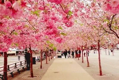 caminho de cerejeiras jigsaw puzzle