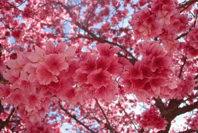 cerejeiras-lindas-flores jigsaw puzzle