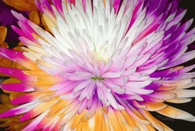 Color Dahlia