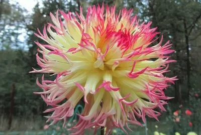 Tioga Autumn jigsaw puzzle