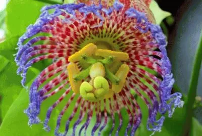 Maypop Passion Flower jigsaw puzzle