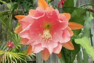 Orchid Cactus jigsaw puzzle