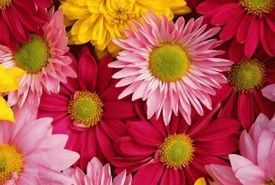 Color- Daisy- Flowers