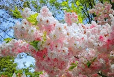 - bonita jigsaw puzzle