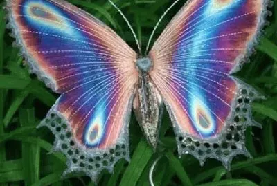 mariposa 2
