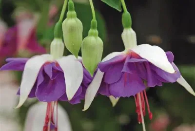 fuschia jigsaw puzzle