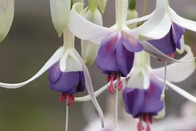 fuchsia jigsaw puzzle