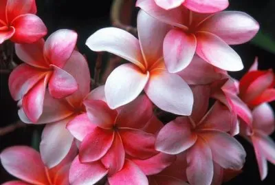 Pink Plumeria