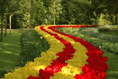 Color Tulips
